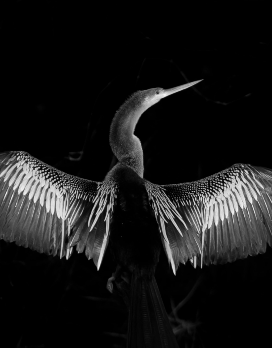 bird watching in pantanal